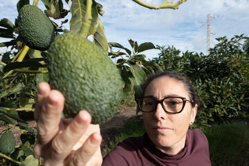 Woman harvesting avocados from a tree.