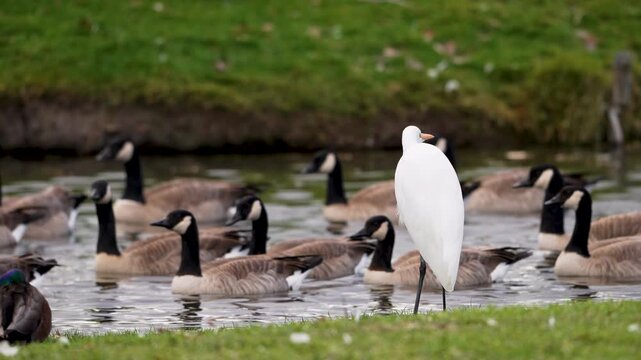 Great Egret watching geese as they swim by in slow motion in Utah.