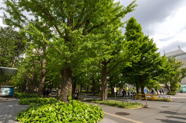 慶應大学日吉キャンパスの並木　（神奈川県横浜市港北区日吉４丁目）