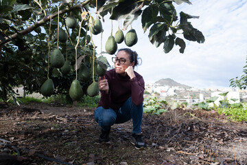 Woman harvesting avocados from a tree.