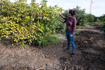Farmer woman observing her avocado plantation