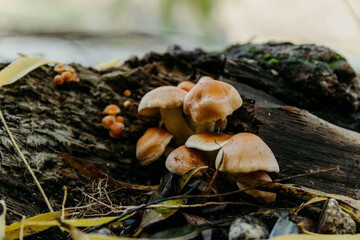 Cluster of mushrooms growing on a mossy log in a close-up autumn forest scene.