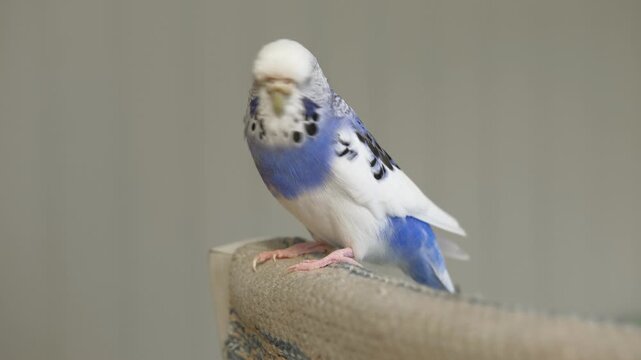 Blue white budgie perched on armrest, quiet indoor portrait of tame parakeet showcasing speckled plumage and delicate beak, soft neutral background, closeup resting pose conveying companion bird vibe