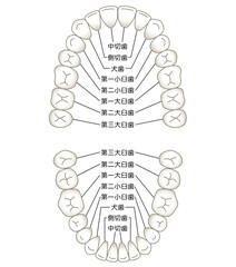 歯の名称　歯列 © koti