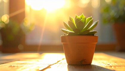 Small succulent plant in a terracotta pot bathed in warm sunlight on a wooden surface, creating a serene indoor garden ambiance.
