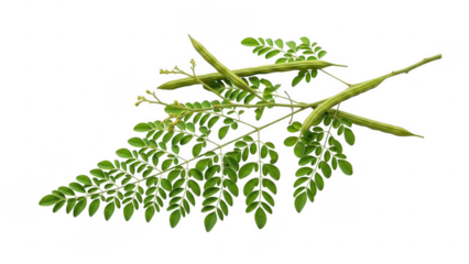 Moringa Leaf: A close-up studio shot presents the vibrant green Moringa leaf, showcasing its intricate patterns and nutritional richness, a symbol of natural health and wellness.