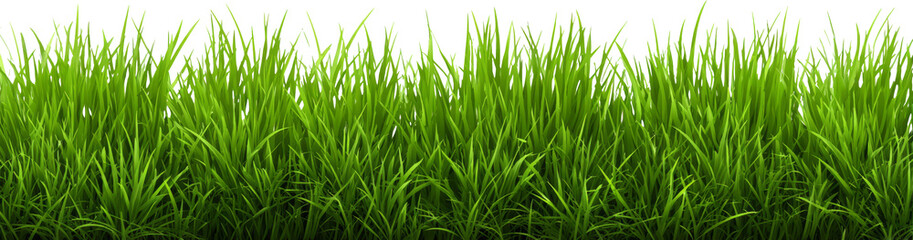 Lush grass green lawn fresh blades nature border summer garden feel