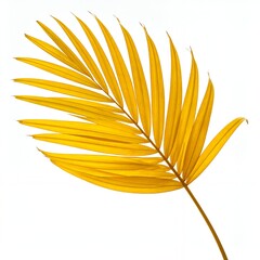 Vibrant Golden Palm Leaf Isolated on White Background.