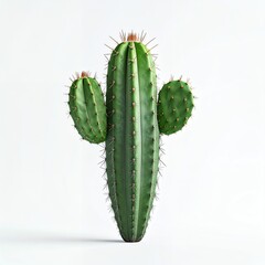 Vibrant Green Cactus Plant with Spines on a Clean White Background.