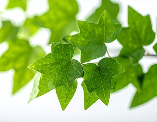 Vibrant Green Ivy Leaves on a White Background.