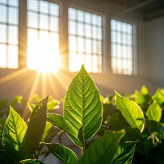 Vibrant green leaves bathed in golden sunlight from large windows, creating a serene and natural indoor environment.