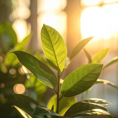 Vibrant green leaves bathed in warm golden sunlight, creating a serene natural glow.