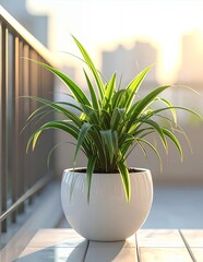 Vibrant Spider Plant in White Pot on Balcony with Soft Sunlight.