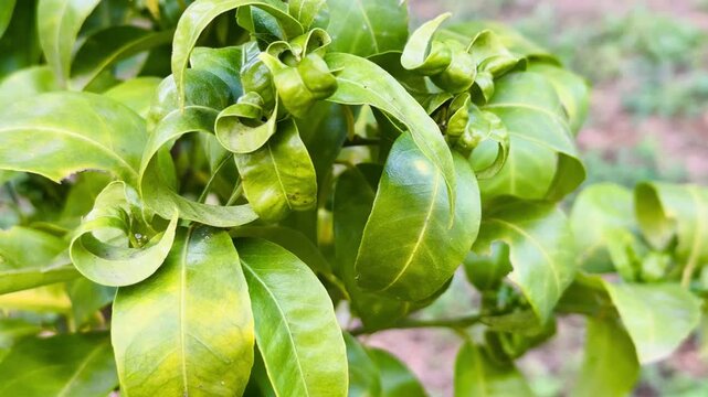 Citrus Tree Close-Up Footage with Curled Green Leaves and Yellowing Foliage