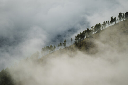 View of serene mountain slope shrouded in ethereal mist, dark evergreens punctuate the soft clouds, creating a tranquil yet dramatic scene, Paro, Bhutan.