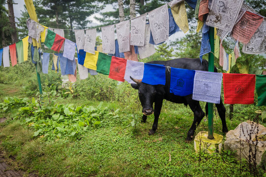 View of prayer flags fluttering vividly above a sleek black cow grazing peacefully in the lush, green meadow, a tranquil scene, Paro, Bhutan.