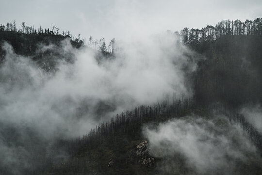 View of ethereal mists clinging to the dark, textured slopes where skeletal trees pierce the low-hanging clouds in a somber, mountainous landscape, Paro, Bhutan.