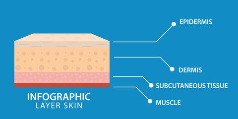 Educational skin layer infographic showing epidermis, dermis, subcutaneous tissue, and muscle. Designed with clean labels and simple layout, ideal for medical content, healthcare education