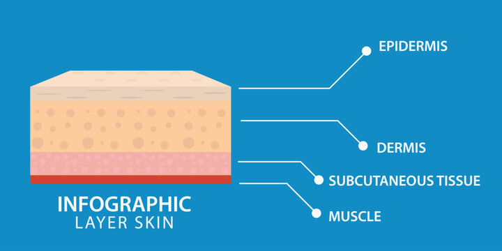 Educational skin layer infographic showing epidermis, dermis, subcutaneous tissue, and muscle. Designed with clean labels and simple layout, ideal for medical content, healthcare education