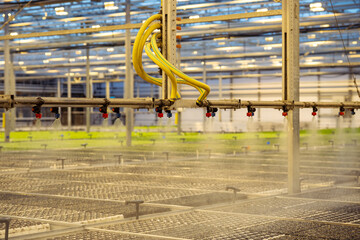 Irrigation nozzles automatic watering system spraying mist water over seedlings. Growing vegetable, herbs in glasshouse, agribusiness. Agricultural sprinkler system works inside industrial greenhouse.