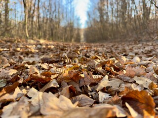 An alley in an old park covered in fallen leaves. Artistic photo focusing on the foliage.