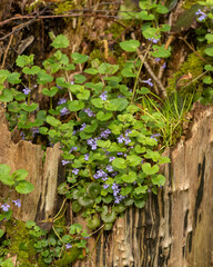 Wildflowers bloom in a decaying tree stump surrounded by fresh green foliage in a forest clearing
