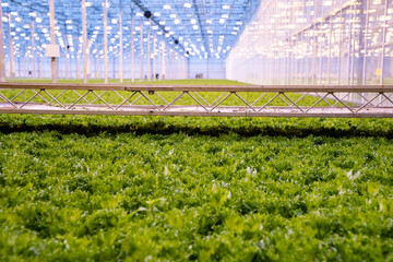 Hydroponic lettuce seedlings farming in modern greenhouse. Frillice plants growing in trays under artificial LED lights in controlled climate hothouse. Organic greens, vegetables production year-round