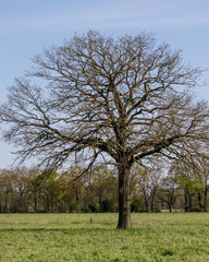 Obraz premium Lonely tree stands tall in open field during early spring under clear blue sky