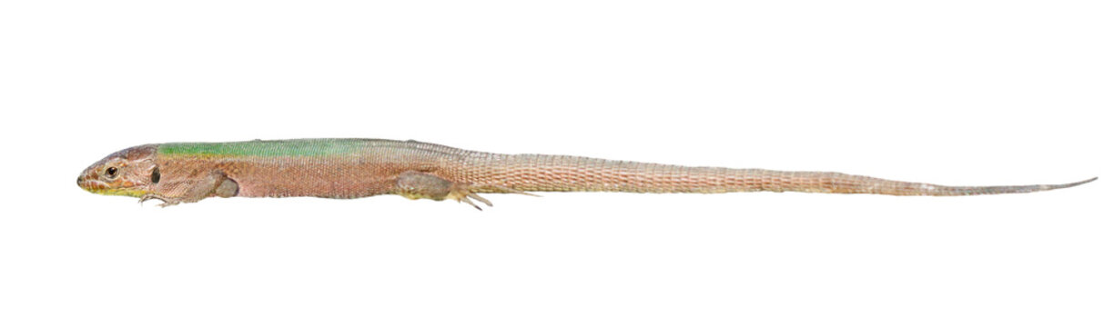 Dalmatian wall lizard (Podarcis melisellensis) isolated on white background, clipping path