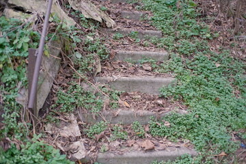 Fototapeta premium Old concrete steps overgrown with green plants and covered in dry fallen leaves. Nature reclaiming abandoned structure, creating a rustic, textured scene of decay and renewal.