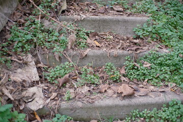 Fototapeta premium Old concrete steps overgrown with green plants and covered in dry fallen leaves. Nature reclaiming abandoned structure, creating a rustic, textured scene of decay and renewal.