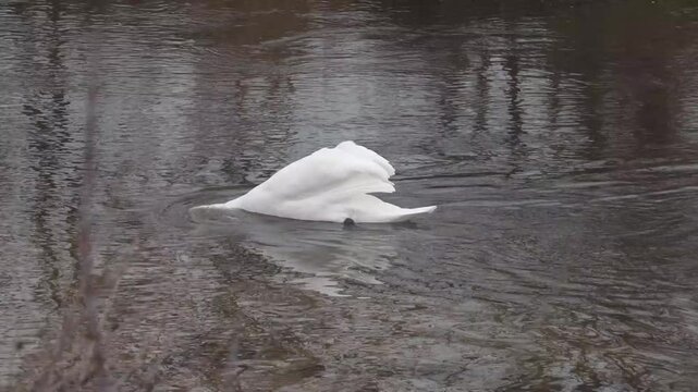 A mute swan swims in a calm pond, periodically dipping its head under the water in search of food. The reflection of the coastal trees is visible on the surface of the water, but the water itself rema