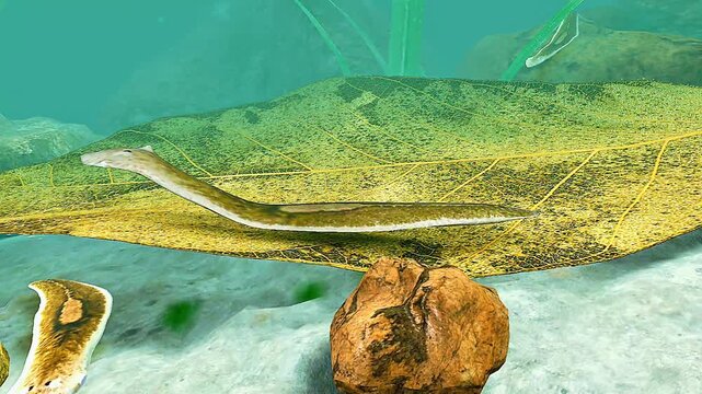 Dugesia gonocephala 3D view.