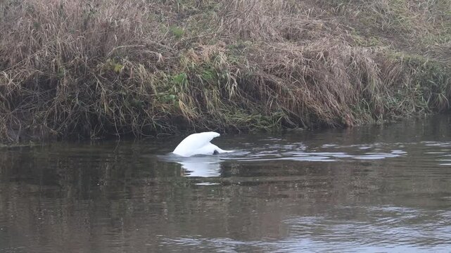 A mute swan swims in a calm pond, periodically dipping its head under the water in search of food. The reflection of the coastal trees is visible on the surface of the water, but the water itself rema