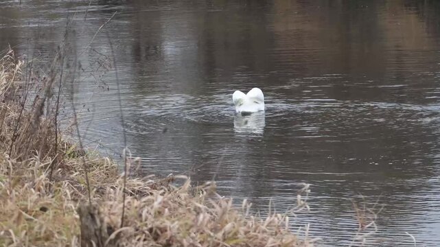 A mute swan swims in a calm pond, periodically dipping its head under the water in search of food. The reflection of the coastal trees is visible on the surface of the water, but the water itself rema