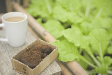 Concept Zero Waste Spent coffee grounds for use as organic fertiliser. The close up of recycled coffee waste in cardboard box with mug, leafy greens blur in the sustainable urban garden background.