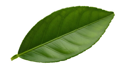 Obraz premium Isolated Green Citrus Leaf isolated PNG with Transparent Background