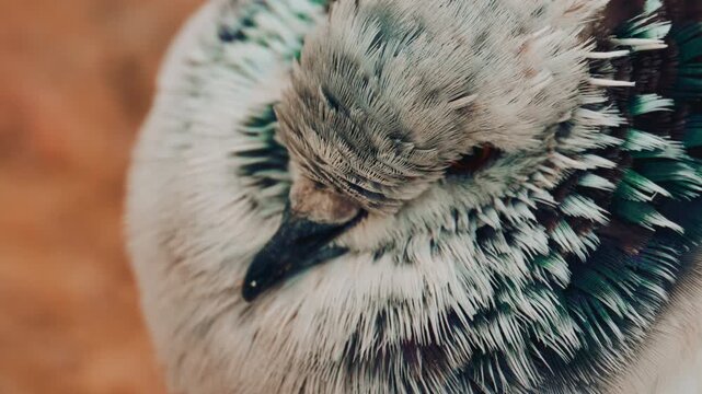 Close up o fa fluffy pigeon perched on a warm colored rock near the sea