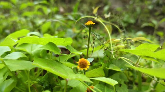 Macro Shot of Yellow Button Like Wildflowers Above Green Leaves 4k Detailed Video