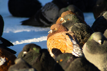 Flock of Rock Pigeons Resting on a Snow-Covered Surface in Sunlight