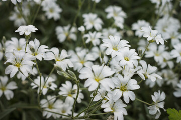 Beautiful small white flowers in the summer garden. Shallow depth of field (DOF)