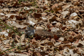 Tachyspiza minulla, a Little sparrowhawk lies in thick leaf litter, probably to do "anting" whereby it takes ants all over its feathers to clean it of parasites.