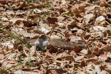Tachyspiza minulla, a Little sparrowhawk lies in thick leaf litter, probably to do "anting" whereby it takes ants all over its feathers to clean it of parasites.