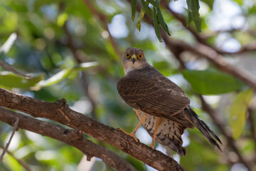 Little sparrowhawk posing in tree