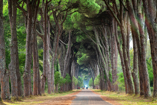 Scenic Pathway Through Towering Pines in Pisa, Italy