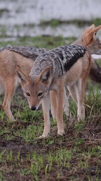  Vertical video, a pair of black backed jackals searching for frogs.