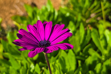 Obraz premium Vibrant Fuchsia Osteospermum (African Daisy) Flower in Close-up Macro Shot on Mallorca