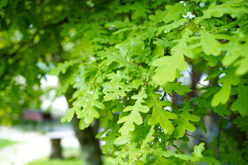 Close-up of vibrant, freshly sprouted green oak leaves on a branch, backlit by soft spring sunlight with bokeh.