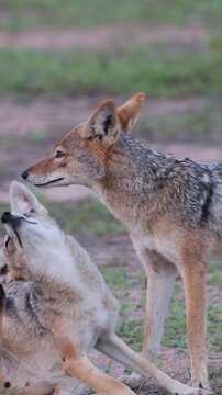  Vertical video, a pair of black backed jackals together.
