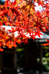 鎌倉251127　浄智寺2　紅葉